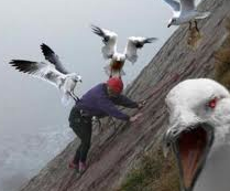 gaviota